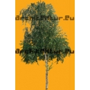 Tree N°48 birch