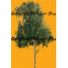 Tree N°48 birch