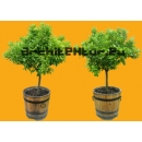 Tree N°50 Small orange trees in pot