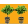 Tree N°50 Small orange trees in pot