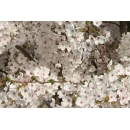 Tree N°52 Cherry blossoms tree