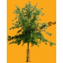 Tree N°53 Acer