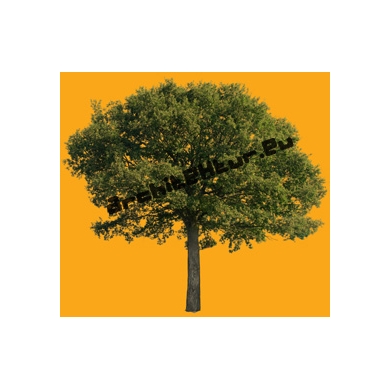 Tree N°54 Oak