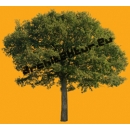 Tree N°54 Oak