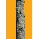 Arbre N°57 chêne pédonculé