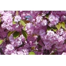 Cerisier fleurs