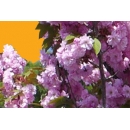 Arbre N°58 Cerisier fleurs