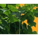 Catalpa Tree Foreground