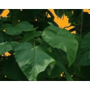 Catalpa Tree Foreground