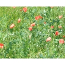 Forest + Red Poppies Field