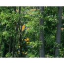 Forêt, Champ de Coquelicots