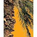 Palm Tree N°01 Phoenix dactylifera