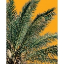 Palm Tree N°01 Phoenix dactylifera