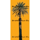 Palm Tree N°01 Phoenix dactylifera