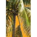 Palm Tree N°02 Martinique