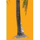 Palm Tree N°02 Martinique
