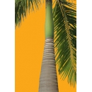 Palm Tree N°04