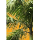 Palm Tree N°04