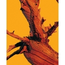 Stump of tree N°01