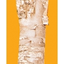 Trunks N°02 birch trees