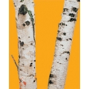 Trunks N°03 birch trees