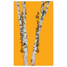 Trunks N°03 birch trees