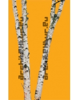 Trunks N°03 birch trees