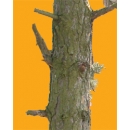 Trunks N°04 pine tree