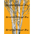 Trunks N°06 birch trees