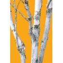 Trunks N°06 birch trees