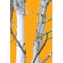 Trunks N°06 birch trees