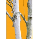 Trunks N°06 birch trees