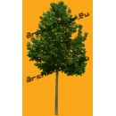 Tree N°55 Elm