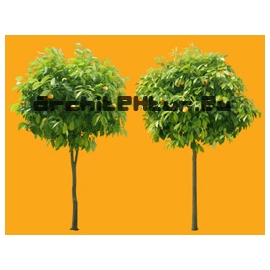 Bigaradier orange tree