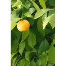 Tree N°49 bigaradier orange tree