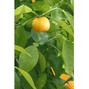 Tree N°49 bigaradier orange tree