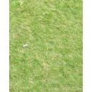 Grass N°01