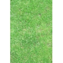Grass N°02