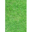 Grass N°02