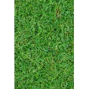 Grass N°05