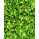 Pond Moss N°01