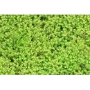 Tapis de Mousse N°02