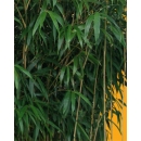 Bamboo N°03