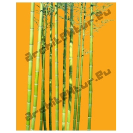 Bambou N°04 Tiges