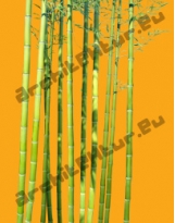 Bamboo N°04 canes