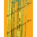 Bamboo N°04 canes