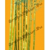 Bamboo N°04 canes