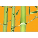 Bambou N°04 Tiges