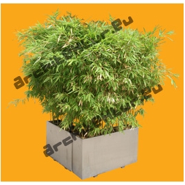 Bamboo N°05 Pot