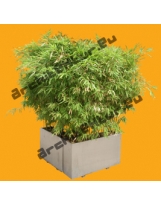 Bambou N°05 Pot